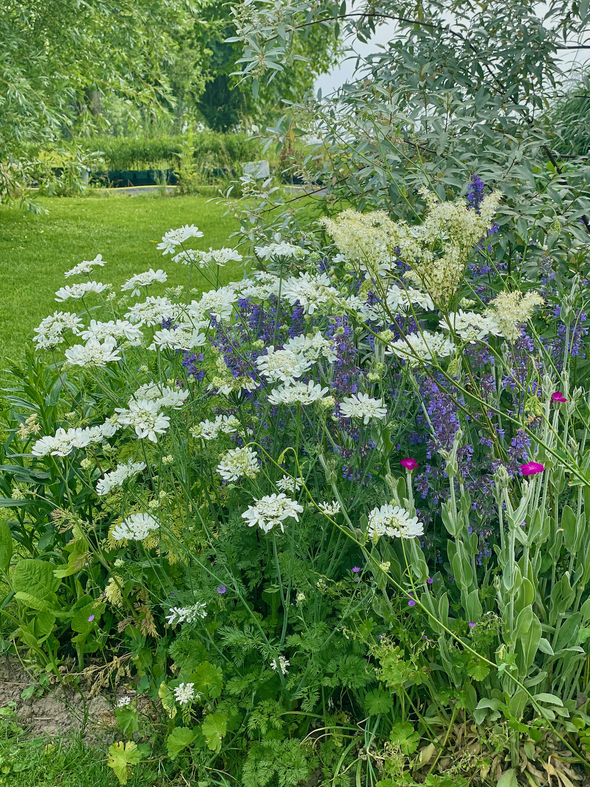 gartenblut-gartengagas-unter-sich-xavier-allemann-lautrejardin-IMG_8666-web
